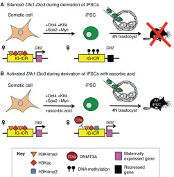 Fig. 4. Dlk1-Dio3during the iPSC reprogramming process results in activating histonemarks at the IG-ICR, including H3K4me3, and the expression ofThe addition of ascorbic acid prevents the recruitment of DNMT3A (D3a)by an unknown mechanism