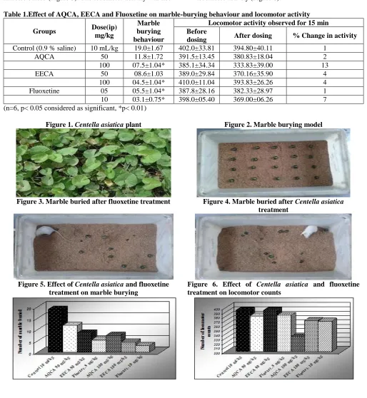 Figure 1. Centella asiatica plant 