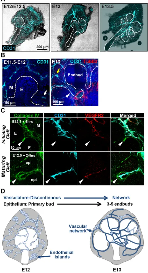 Fig. 1. Co-development of epithelium and vasculature in early developingsubmandibular gland.discontinuous vasculature with some isolated endothelial islands (white arrow)was observed in E11.5-E12.5 mesenchyme (M) that was largely isolated from theemerging 