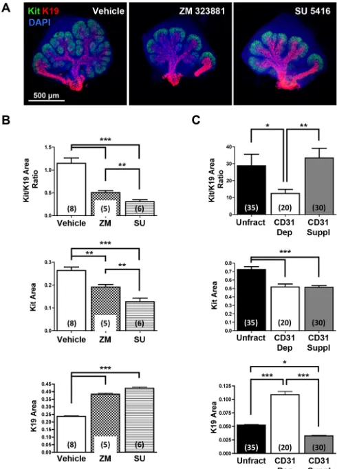 Fig. 4. VEGFR signaling and vasculature development regulate SMG