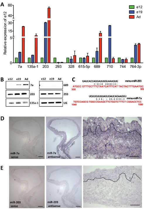 Fig. S1C in the supplementary material), but we observed no+/CreFl/Fl 