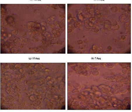 FIG. 1:  MORPHOLOGICAL CHARACTERISTICS OF MCF-7 CELLS VISUALIZED WITH A PHASE CONTRAST MICROSCOPE