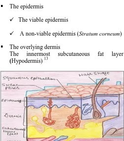 FIG. 1: SCHEMATIC REPRESENTATION OF SKIN AND ITS APPENDAGES  