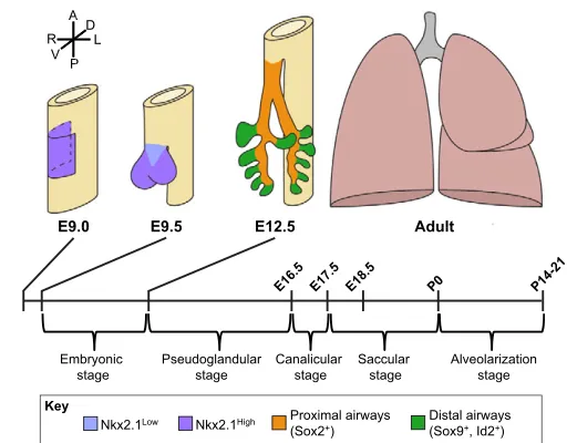 Fig. 1. Overview of the stages of lung development. Lung endodermspecification begins at ~E9.0 on the ventral side of the anterior foregutendoderm (yellow) where initiation of Nkx2.1 expression commences