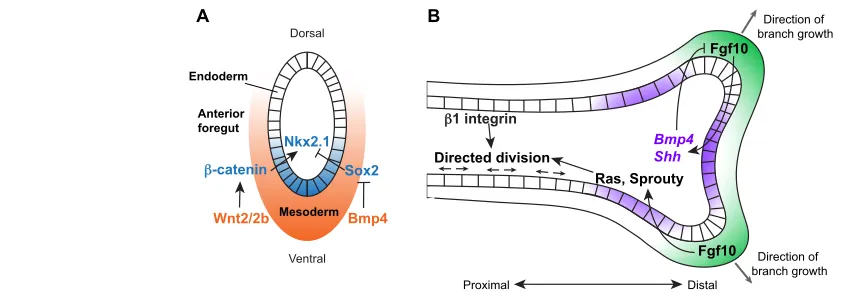 Fig. 2. Specification and early development of the lung endoderm. (A) The lung endoderm (marked by Nkx2.1 expression, blue) is first specified on therepresses the inhibitory action of Sox2 on Nkx2.1 expression