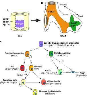 Fig. 3. Progenitors and cell lineages within thedeveloping lung.Sox9progenitors (purple) are surrounded by lung mesenchyme(yellow), which is marked by the expression of Wnt2,Tbx4 and Fgf10