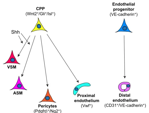 Fig. 4. The origin of the pulmonary vasculature and other lungmesodermal derivatives. The majority of lung mesodermal lineages,including vascular smooth muscle (VSM), airway smooth muscle (ASM),pericytes and proximal endothelium are derived from Wnt2+ card