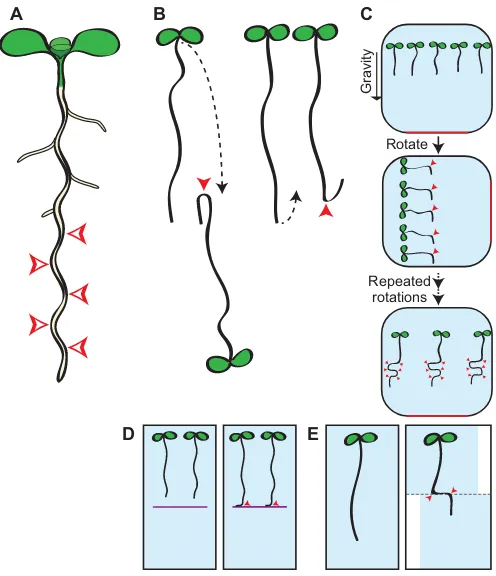 Fig. 2. LRs emerge from the outside of curves in the primary root.Schematics of root bends formed under various experimental conditions.(A) Root waving occurs as roots grow along the surface of agar plates.LRP develop and eventually emerge from the outside