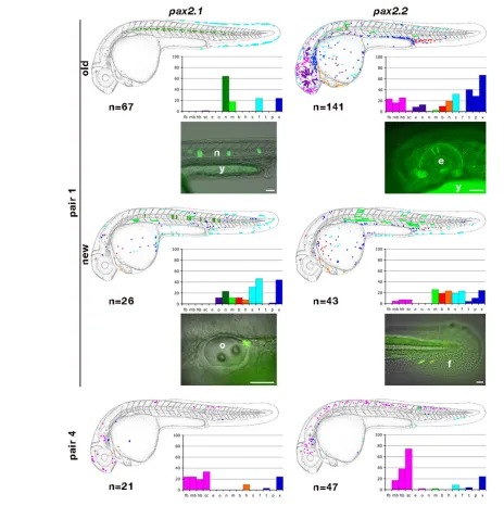 Fig. 3. Schematic diagrams of expression profiles derived from assaying pax2rest are shown as merged fluorescent and bright-field images