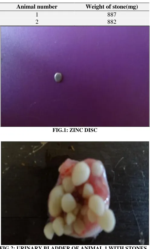 FIG.2: URINARY BLADDER OF ANIMAL 1 WITH STONES 