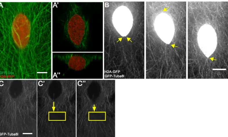 Fig. 2. E-YSN move along and beneath the microtubule network. (A) Confocal projection of e-YSN labeled with H2B-RFP and microtubules labeled with GFP-Dcx