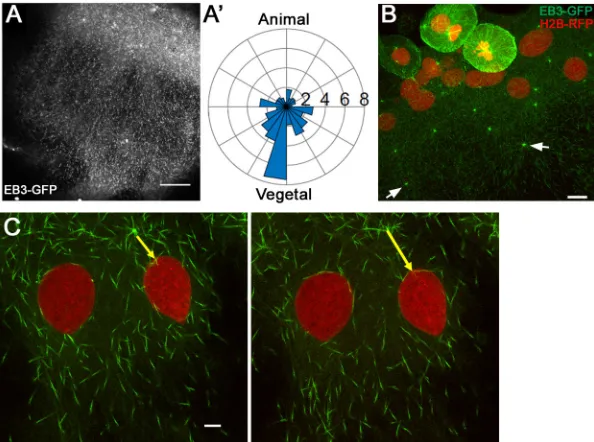 Fig. 4. E-YSN migrate away from MTOCs. (A-AMTOC indicated by the yellow arrow.′) PIV analysisof EB3-GFP fluorescent comet flow