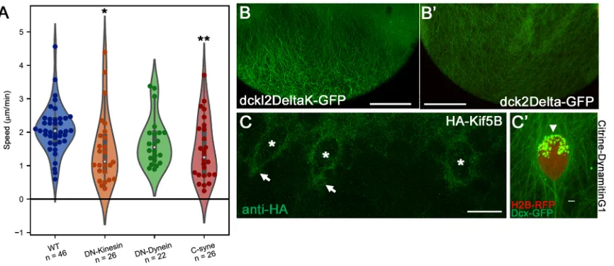 Fig. 5. Knockdown of kinesin and dynein decrease e-YSN migration speeds. (A) Violin plot of e-YSN migration speeds: medians indicated by white dots, thick(C) HA antibody staining showing localization of HA-Kif5Ba around migrating e-YSN (asterisks) and lead