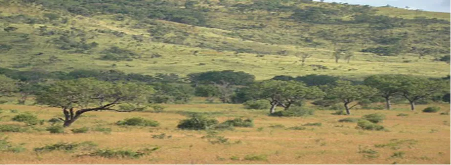 Figure 1: Typical vegetation of the study area 