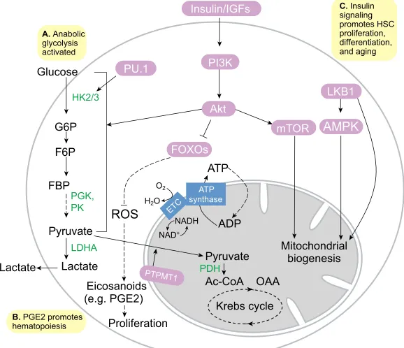 Table 1. Summary of metabolism in respective stem and progenitor cells