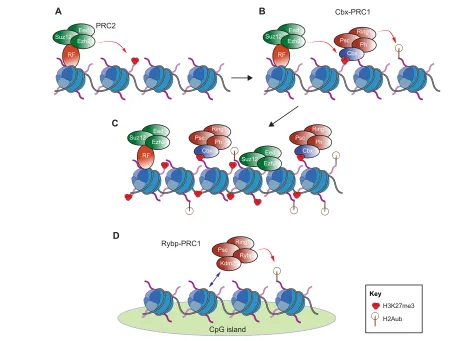 Fig. 1. Molecular functions of PRC1 and PRC2. (A) PRC2 decorates lysine 27 of histone H3 with a trimethyl group (H3K27me3)