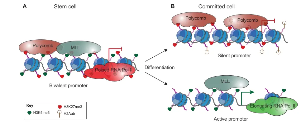 Fig. 2. Role of bivalent promoters in cell fate transition. (A) Bivalent domains are characterized by the presence of both active (H3K4me3) andrepressive (H3K27me3) marks deposited by the MLL and Polycomb complexes, respectively