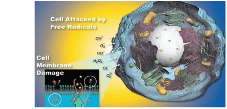 Fig. 1- Cell membrane damage by free radicals 