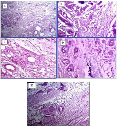 FIG. 10: HISTOPATHOLOGICAL REPRESENTATION (IMAGES X 100 MAGNIFICATION) OF TIBIOTARSAL JOINTS STAINED WITH H&E