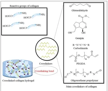 Figure 2. Approaches to chemically crosslink to the collagen to generate hydrogels with improved properties