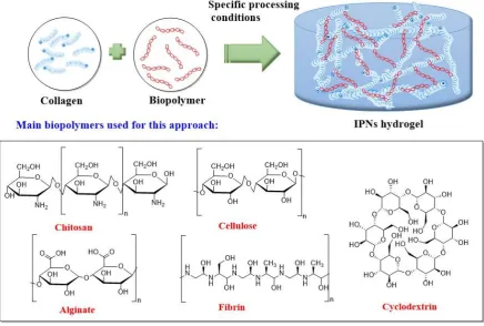 Figure 3. Production of collagen hydrogels functionalized with natural polymers. 