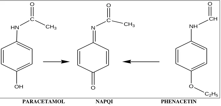 FIG. 2: METABOLISM PATHWAYS OF PARACETAMOL 