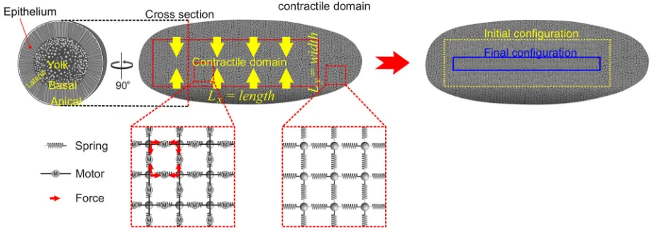 Fig. 1. Model for gastrulation. Schematic of tissue dynamics with illustrations of the model underneath