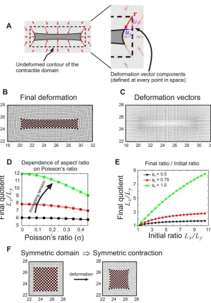 Fig. 2. Simulations of the model. (A) Schematic showingthe geometry of the problem and the quantities describingthe resulting deformation