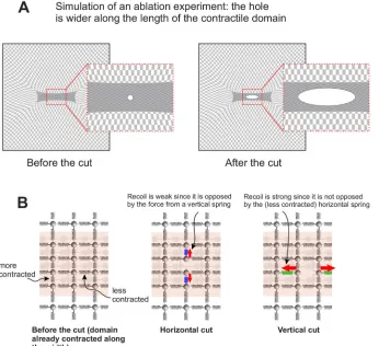 Fig. 3. Simulation of an ablation experiment.(A) Final state following a simulated laser ablation.A set of vertices in the center of the contractiledomain are removed (‘ablated’) after a finitedeformation sets in