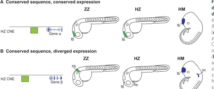 Fig. 1. Conserved regulatory sequences maydrive conserved or divergent expression indifferent species