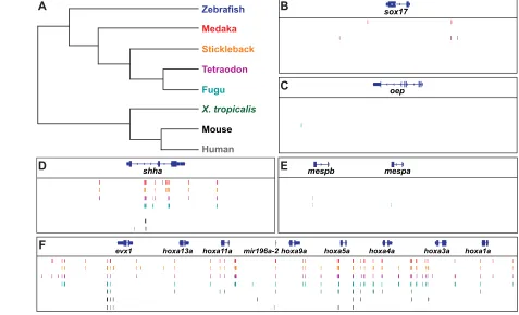 Fig. 2. Examples of conserved non-coding elements surrounding developmental genes. ((Hox gene clusters also contain a large number of CNEs conserved across long evolutionary distances