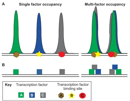 Fig. 3. Transcription factor-binding site incidence in cis-regulatorymodules may not be completely predictive of operativetranscription factors