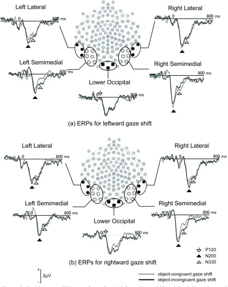 Figure 3 . Grand-average ERP waveforms for (a) leftward gaze shift and (b) rightward gaze shift at channel groups included in the analyses in Experiment 1