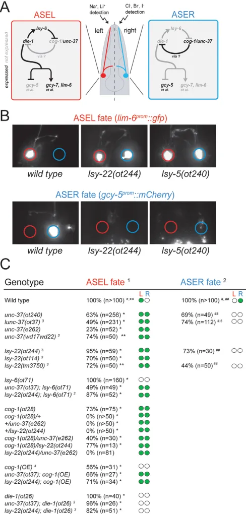 Fig. 1. Left/right asymmetry of the ASE neurons is controlled bya complex network of regulatory factors, including (downstream gcy-5::mCherryexpressed in ASER (the ‘two ASEL’ phenotype)