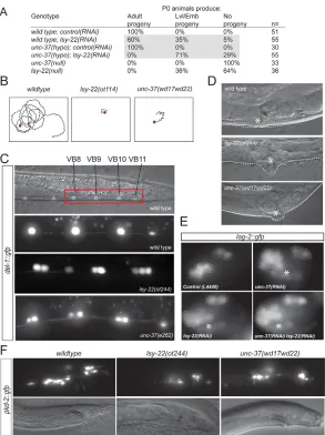 Fig. 3. lsy-22 and unc-37 control similardevelopmental processes. (A)lsy-22 synergizes with 