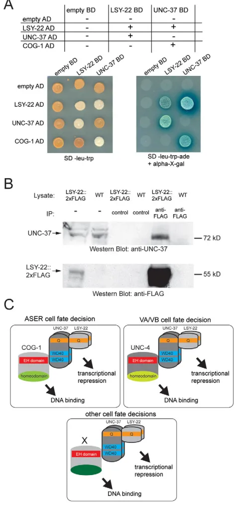 Fig. 4. LSY-22 physically interacts with UNC-37. (hybrid assay with UNC-37 and LSY-22 fused to the GAL4-activatingdomain (AD) or DNA-binding domain (BD) shows interaction of thesetwo proteins