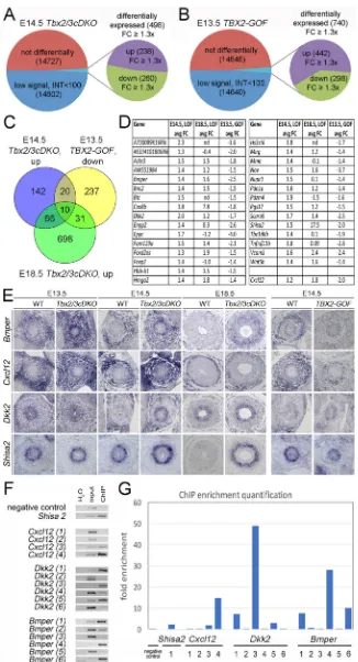 Fig. 6. Comparative transcriptome analysis of Tbx2/are repressed by TBX2/TBX3 in the inner layer of theUM