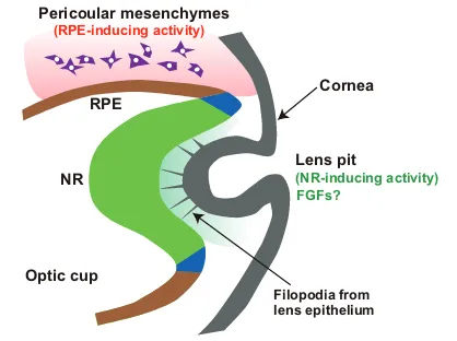 Fig. 3. Complex tissue interactions for robust development ofoptic cup in vivo. Possible interactions between the forming optic cupand the surrounding mesenchyme and surface-ectoderm derivatives.Periocular mesenchyme emanates pigment epithelium (RPE)-induc
