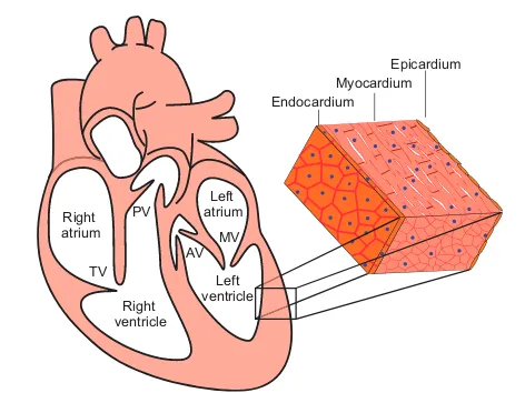 Fig. 1. The structure of a mammalian heart. A mature mammalianheart contains four chambers (right atrium, left atrium, right ventricle,left ventricle) and four valves (pulmonary valve, PV; tricuspid valve, TV;atrial valve, AV; mitral valve, MV)