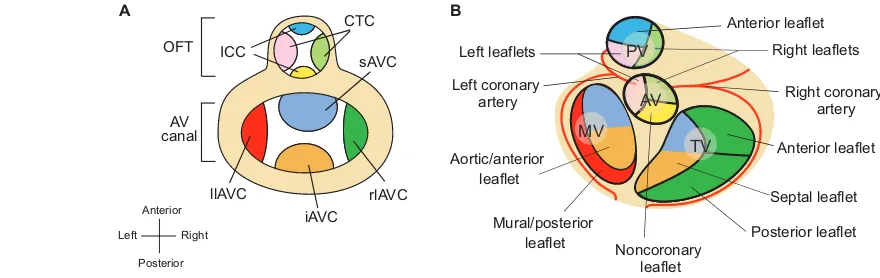 Fig. 6. Endocardial cushions and heart valve leaflets. (tract (OFT). The figure is a superior view of the heart with atria removed