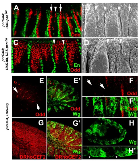 Fig. 4. Wingless antagonizes Hedgehog-induced segmentalgroove fate at the posterior of each parasegment.expressing ectopic ptcparasegmental grooves, as they already form by stage 10 (asterisks in HHanterior to grooves, respectively