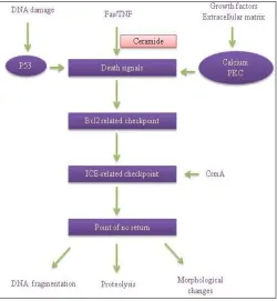 FIGURE 1: HYPOTHETICAL MODEL OF CELL  DEATH REGULATION IN APOPTOSIS.  