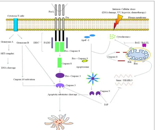 FIGURE 2: SCHEMATIC REPRESENTATION OF APOPTOTIC EVENTS. 