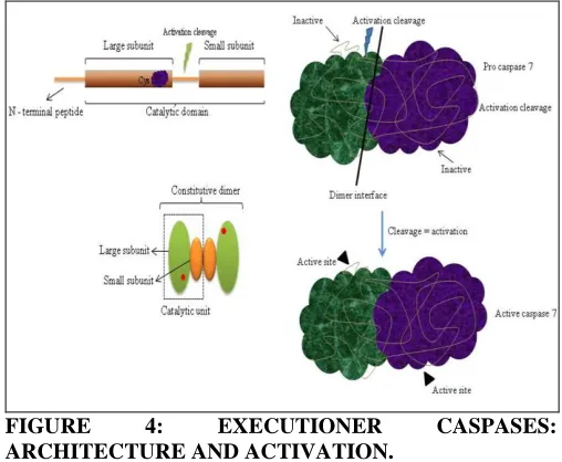 FIGURE ARCHITECTURE AND ACTIVATION. 