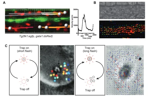 Fig. 5. Approaches for addressing flow forces experimentally. (achieved through local release of a particle controlled by laser-based ‘optical tweezing’ (or ‘trapping’), allowing the probing of flow velocity anddirection very locally through particle track