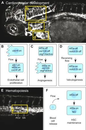 Fig. 6. Roles of blood flow in the development of