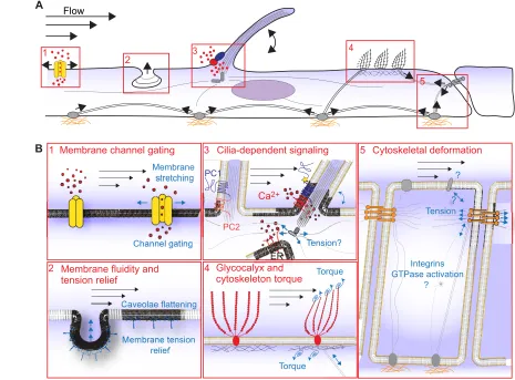 Fig. 7. Potential flow mechanosensing complexes. (A,B)Fluid flow-mediated mechanical forces (black arrows) can be sensed and transducedby various means at the cellular level, here illustrated as an overview (A) and in detail (B)