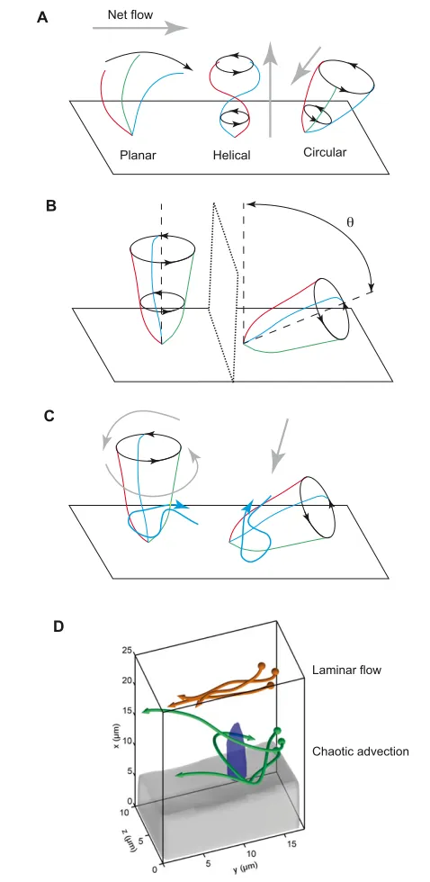 Fig. 2. Types of cilia-driven flow. (circular motion with a tilt of 90° or a tilt of 35°