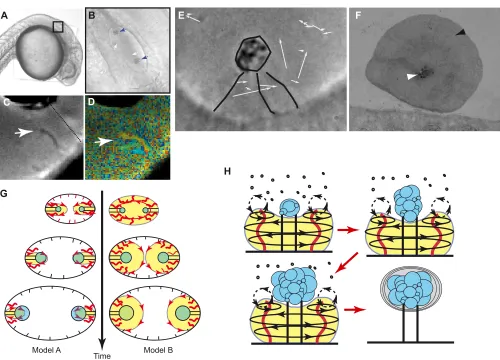 Fig. 3. Cilia-driven flows in the zebrafish inner ear. (illustrating its mushroom-like shape and showing its globular internal structure (white arrowhead) and the concentric biomineralization at theperiphery (black arrowhead)