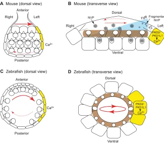 Fig. 4. Cilia-driven flows in the left-right